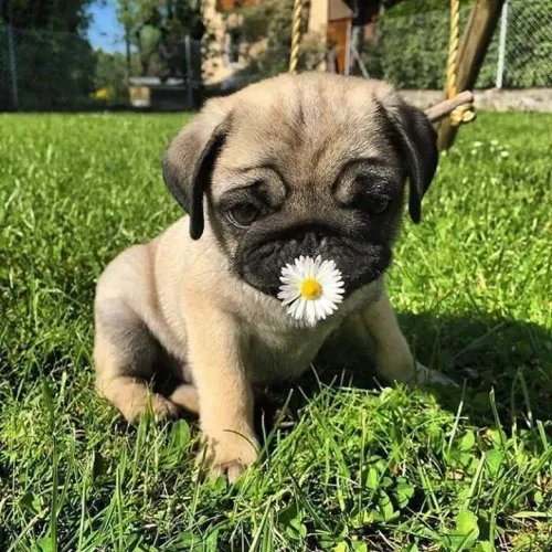 Pug Às vezes, tudo que falta é um focinho te esperando em casa
