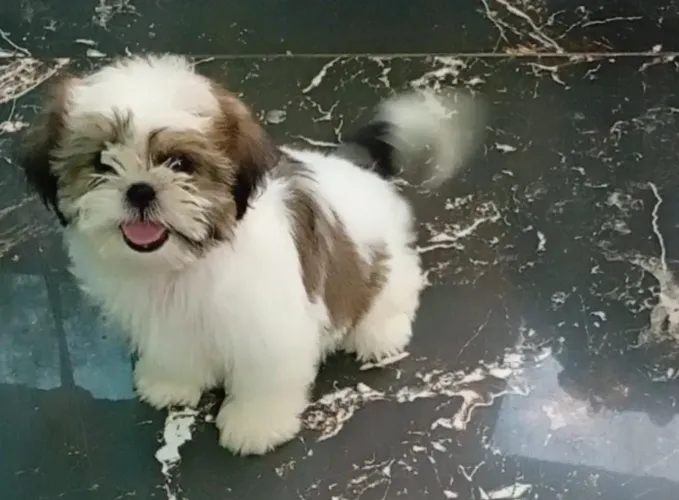 Vendo filhote de Shitzu cm 5 meses 1.000