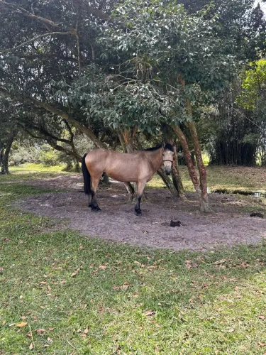 Cavalo baio crioulo
