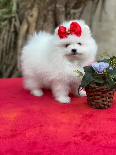 Lulu da pomerania macho e fêmea ?