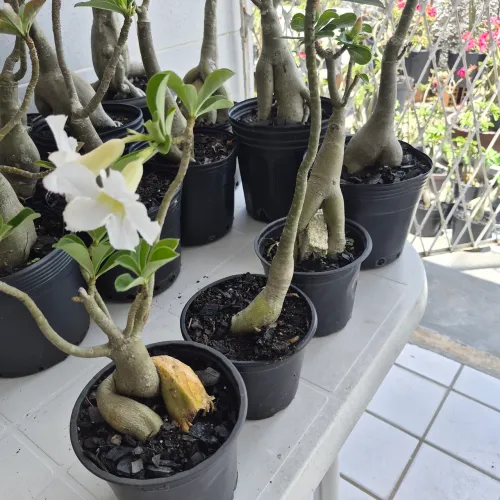Lote de rosas do deserto 10,00 a unidade