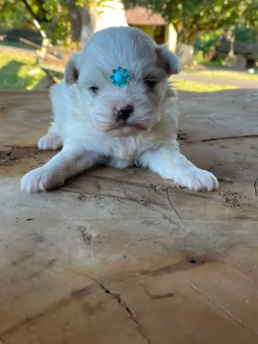 Maltês macho micro disponível $1.500,00