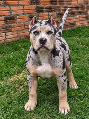 Linda fêmea American Bully tri BLUE merle