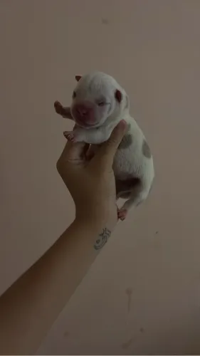 American bully macho