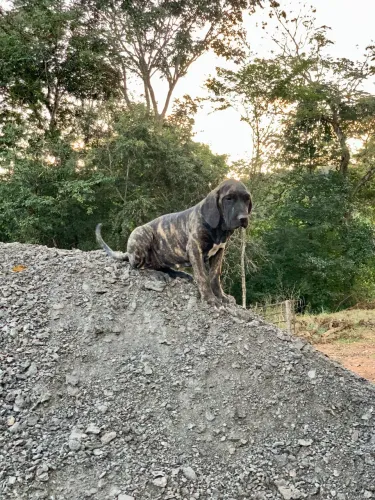 Fila Brasileiro