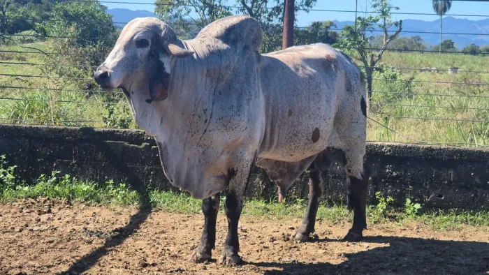 Touro Gir Leiteiro- LINHAGEM ESTANCIA SILVANIA