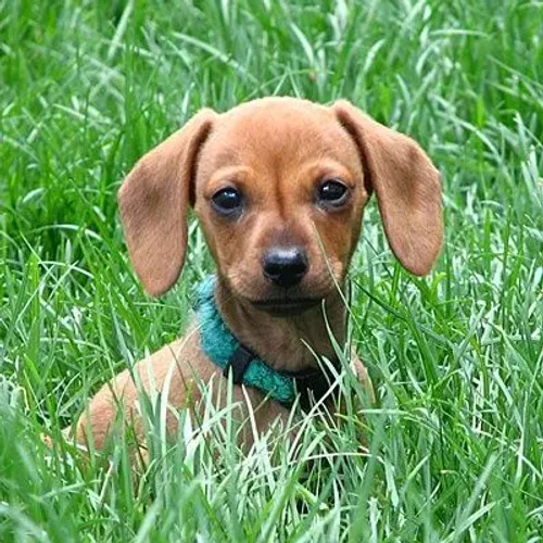 Filhote de basset macho lindo