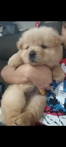 Filhote Chow Chow 