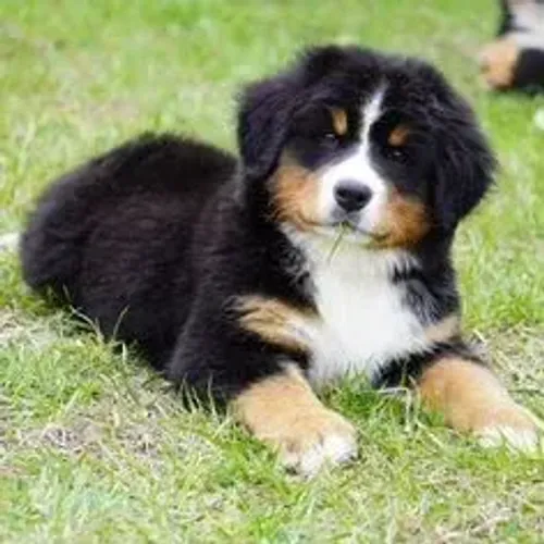 Bernese Mountain Dog,Bernese Mountain Dog Filhote Pronto Para Novo Lar