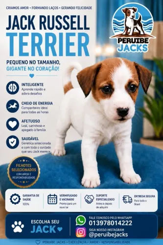 Jack Russell Terrier porte pequeno 