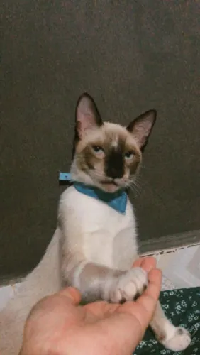 Gato