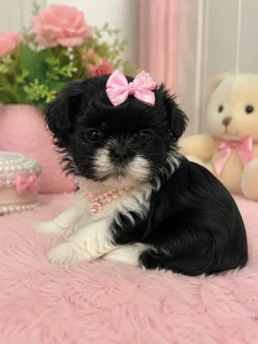 Incríveis bebês de Shih tzu fêmea 