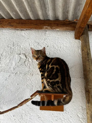 Gato Bengal Fêmea Pelagem Marbled Exótica 