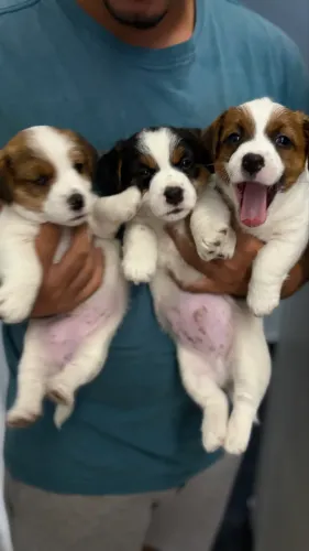 O jack russel mais encantador do mundo