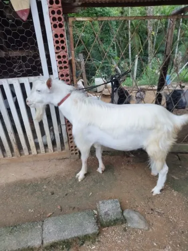 Cabrito Saanen 