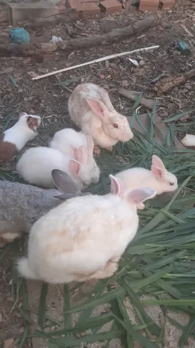 Coelhos filhotes 60 reais cada um. 