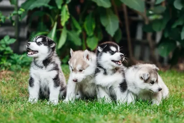 Husky siberiano Seu coração pode encontrar algo especial aqui