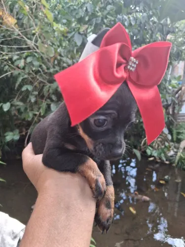 Femeas e machinho de pinche