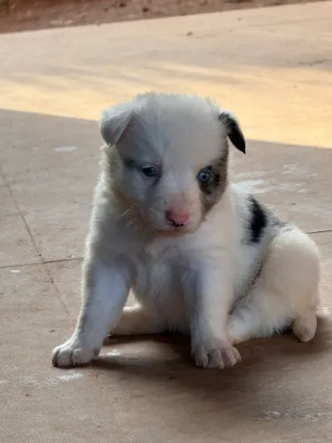 Filhote de Border collie