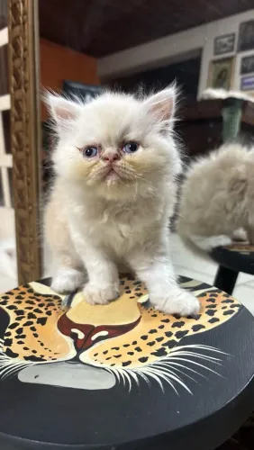 Filhotes gatos persas Macho Bege 