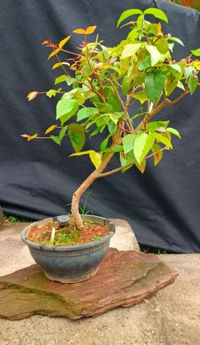 Pré Bonsai de pitanga 