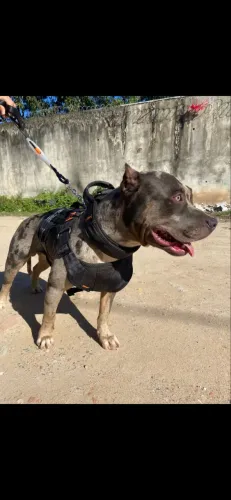 Pit monster 