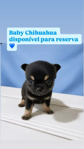 Chihuahua pelo longo