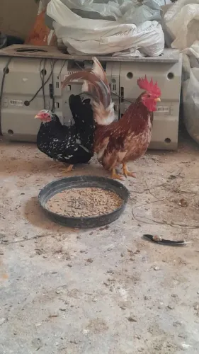 Casal Nagasaki Puros