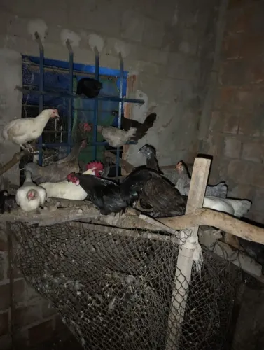 Galinhas caipira mistura Nagasaki paulista pe