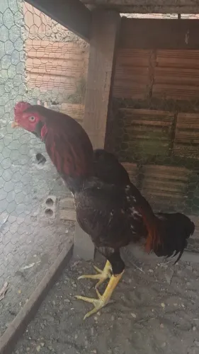 Galinha