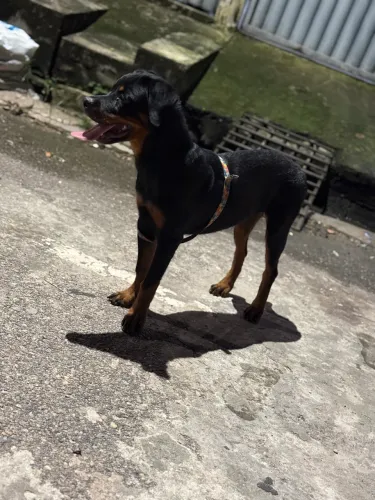 Rottweiler
