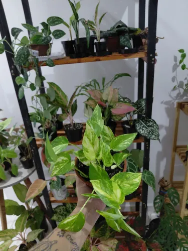 Plantas