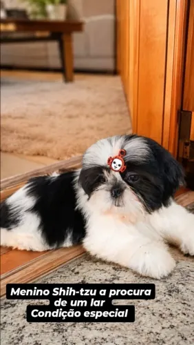 Filhote Shih-tzu