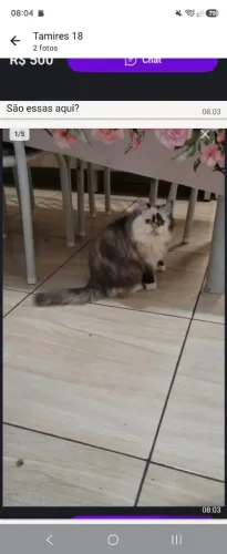 Gata persa
