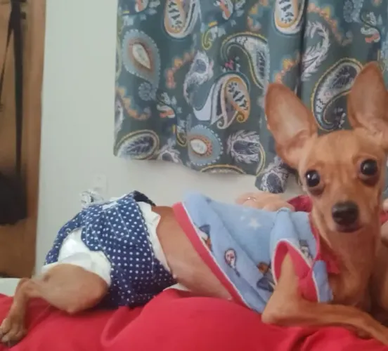 Pinscher pra cruzar