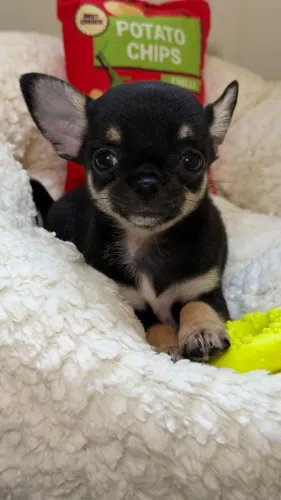 Chihuahua Blacktan
