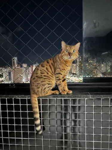 Gatos Bengal 