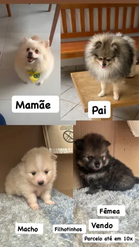 Pet 