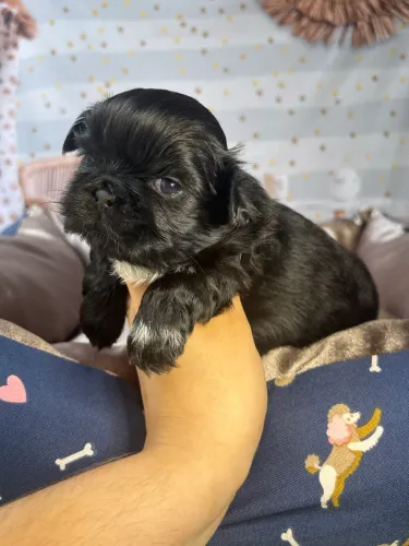 Filhote de Shih tzu macho