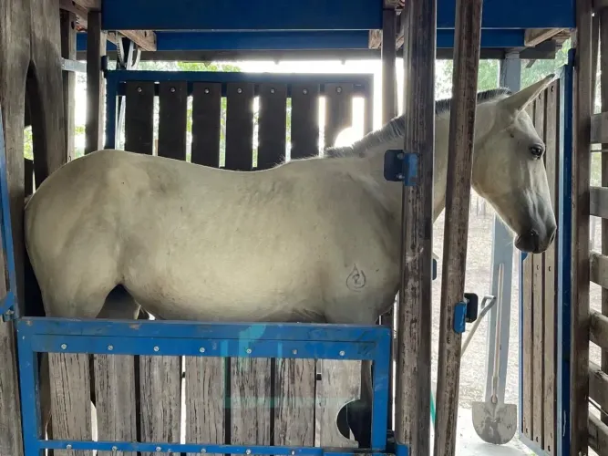Vendo fazenda em Itapecuru, localizada a apenas 5 km da cidade.