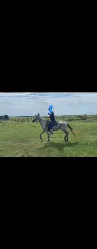 Vendo egua
