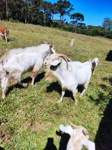 Cabrito bode reprodutor Raça caprina Saanen