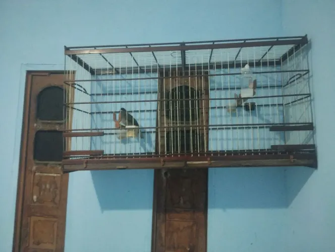 Vaqueiro bom e pronto