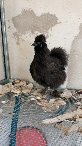 Galos e Galinha Sedosa do Japão 