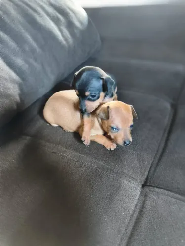 PINSCHER ZERO CANELINHA SECA 