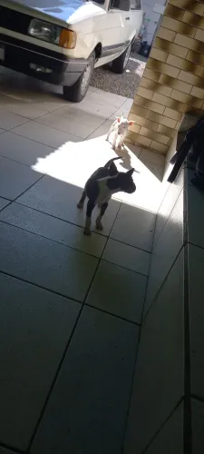 Filhotes de Bulterrier Inglês
