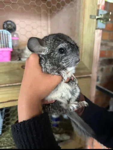Chinchilas 