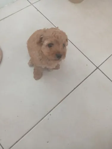 Filhotes de poodle com maltês