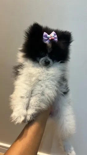 Lulu da pomerania fêmea