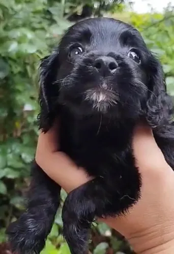 Cocker spaniel com otima procedencia 